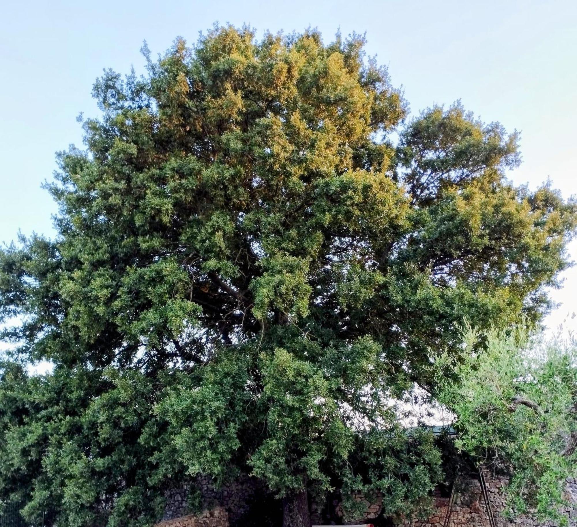 Villa Trulli La Quercia Del Nonno Locorotondo Exterior foto
